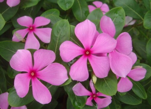 长春花可以水培吗