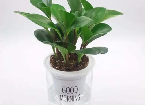 办公室适合放什么花风水好