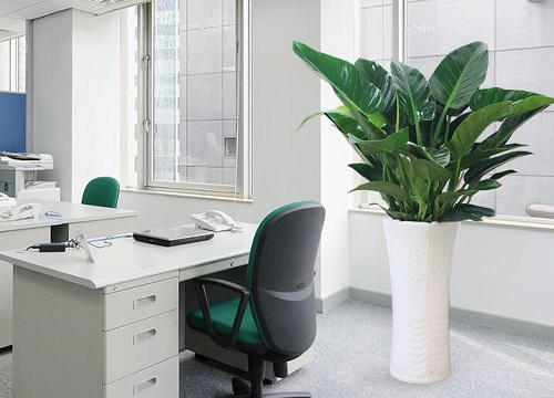 办公室适合放什么花风水好