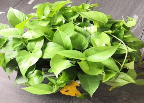 办公室适合放什么花风水好