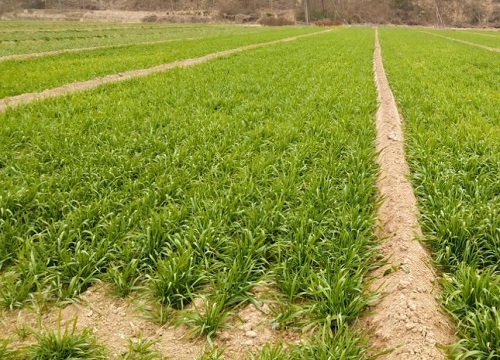 小麦是雨前还是雨后播种好