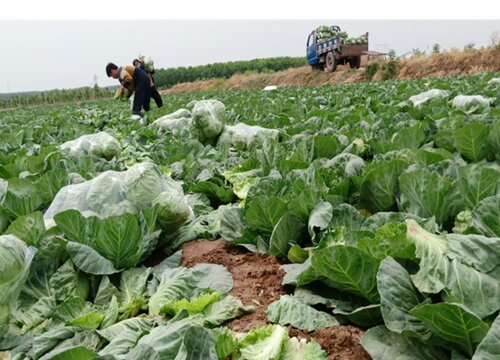 露地甘蓝种植技术及管理