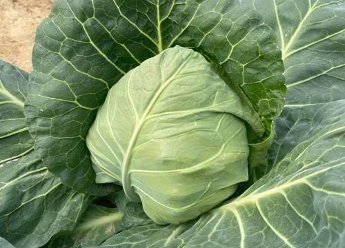 露地甘蓝种植技术及管理