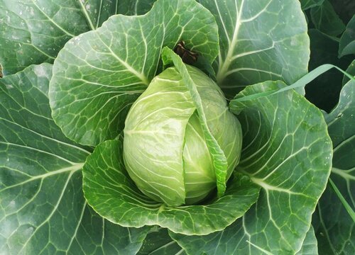 露地甘蓝种植技术及管理