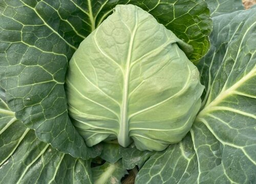 露地甘蓝种植技术及管理