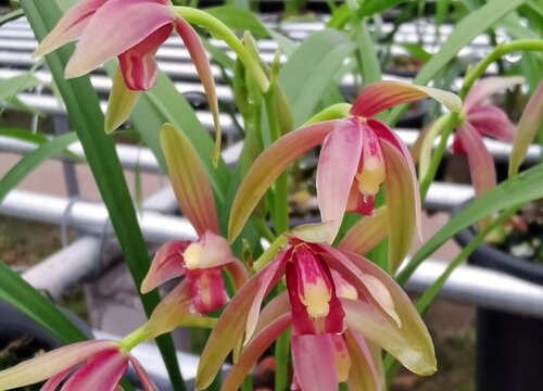 仙山红兰花一年开几次花