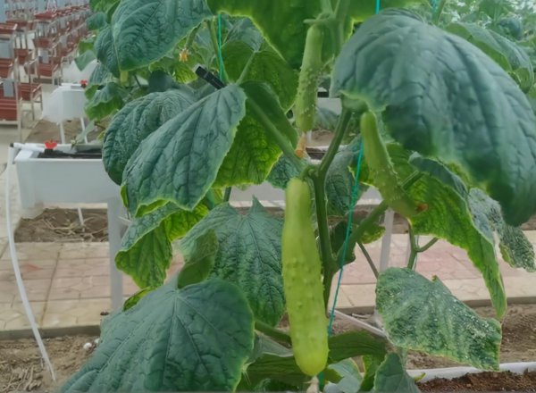 黄瓜苗不长是什么原因造成的