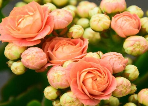 长寿花正确的浇水方法