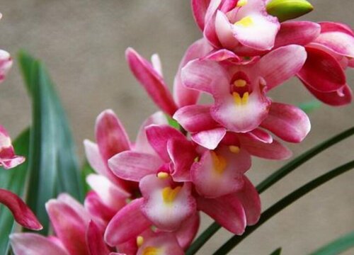 兰花叶子干枯怎么办