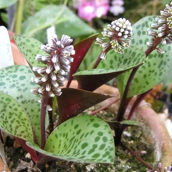 懒人一定要养这5种花