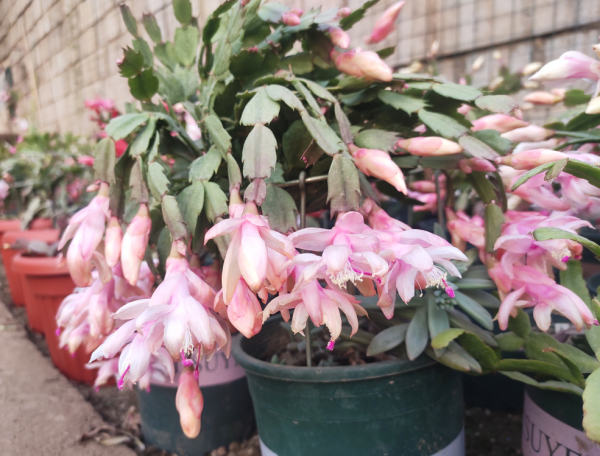 懒人一定要养这5种花