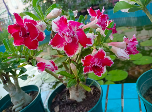 懒人一定要养这5种花