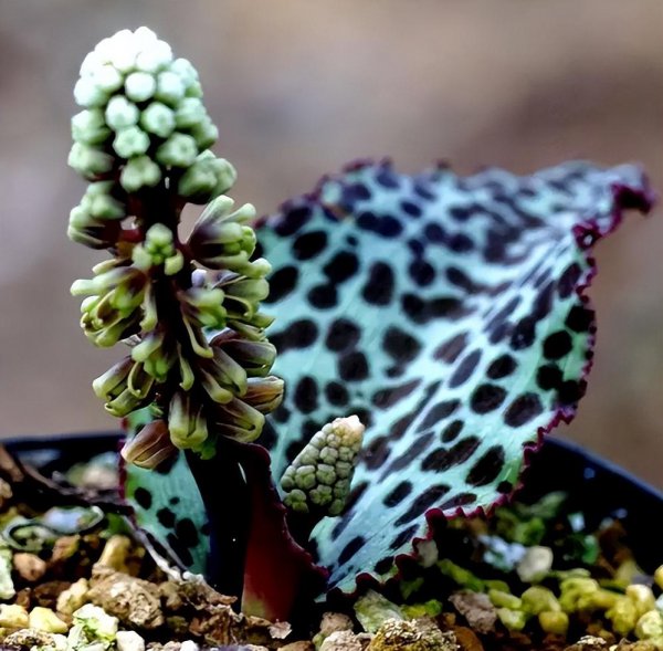 懒人一定要养这5种花