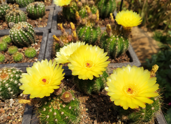 懒人一定要养这5种花