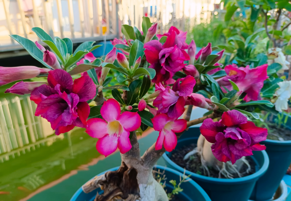 懒人一定要养这5种花