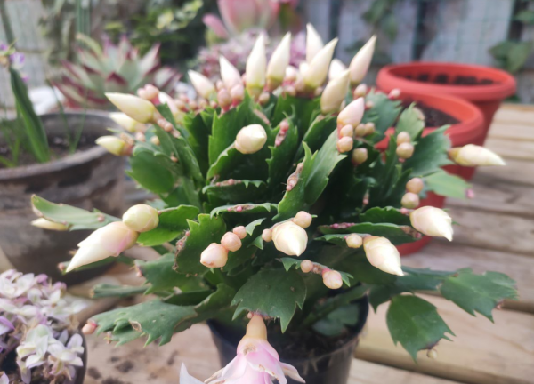 懒人一定要养这5种花