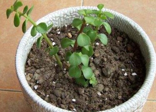 金枝玉叶花怎么修剪方法