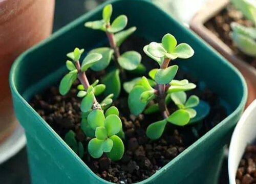 金枝玉叶花怎么修剪方法