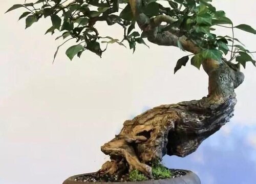 常春藤如何养护生长速度快