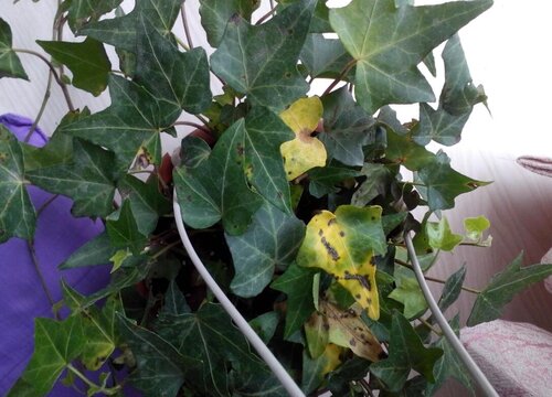 常春藤如何养护生长速度快