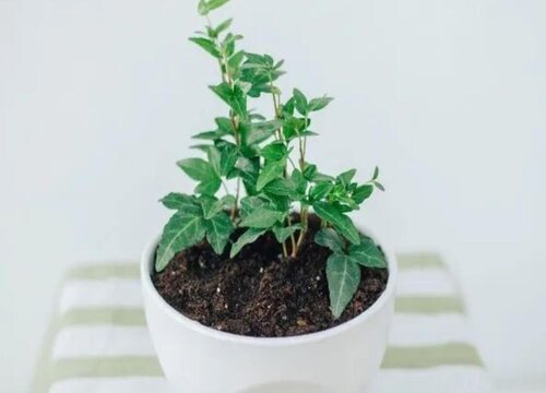 常春藤如何养护生长速度快