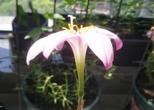 风雨兰不开花是什么原因导致的