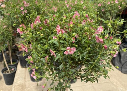 小木槿夏天可以换盆吗 换盆注意事项