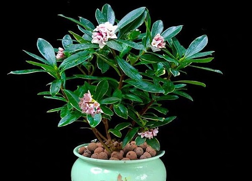 瑞香耐寒最低温度是多少