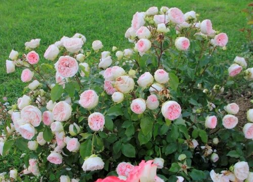 冬季如何养月季避免盲枝多