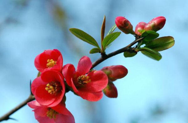 贴梗海棠盆栽如何过冬