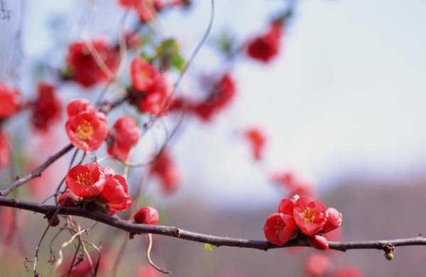 贴梗海棠盆栽如何过冬