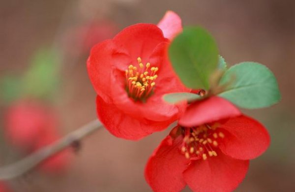 贴梗海棠盆栽如何过冬