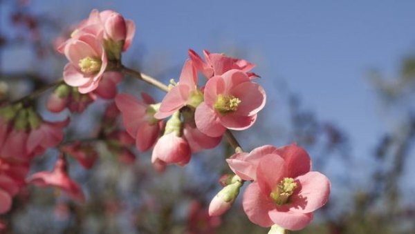 贴梗海棠盆栽如何过冬