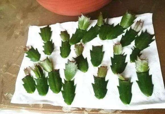 蟹爪兰什么时候扦插繁殖最好