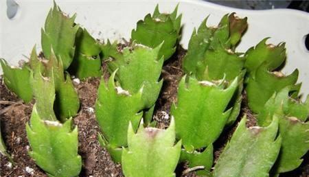 蟹爪兰什么时候扦插繁殖最好