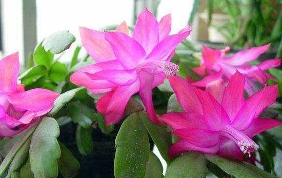 蟹爪兰什么时候扦插繁殖最好