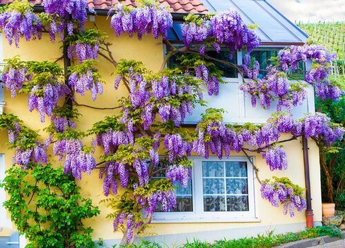 紫藤花有几种颜色