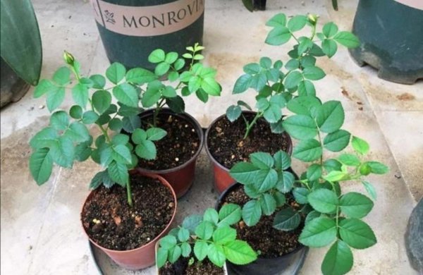 月季枝条怎样插容易活