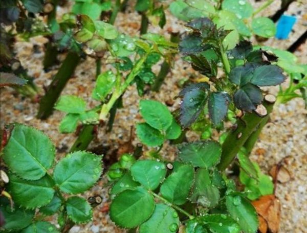 月季枝条怎样插容易活