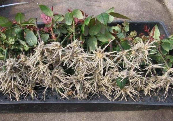 月季枝条怎样插容易活