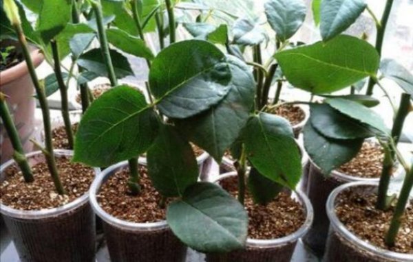 月季枝条怎样插容易活