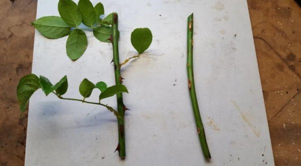 月季枝条怎样插容易活