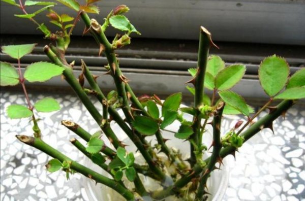 月季枝条怎样插容易活