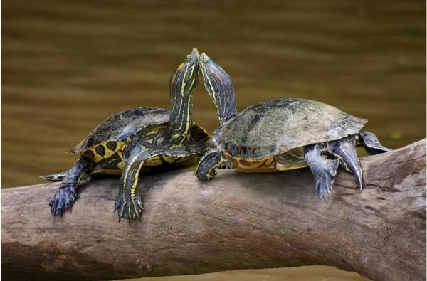 巴西龟长大了好吓人