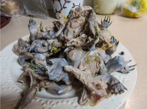 巴西龟长大了好吓人