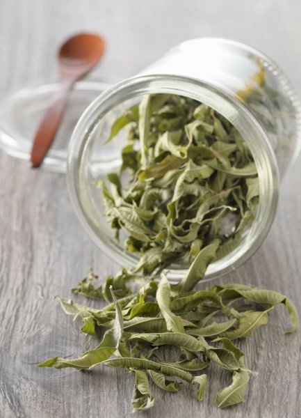 马鞭草闻起来什么味