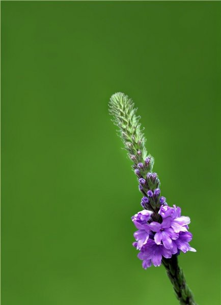 马鞭草闻起来什么味