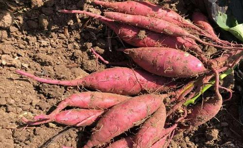 怎么样才能让红薯长得更好种植