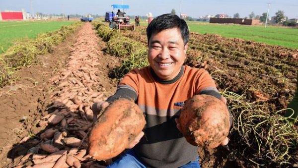 怎么样才能让红薯长得更好种植