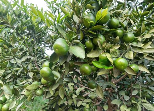 柑橘生长需要哪些肥料